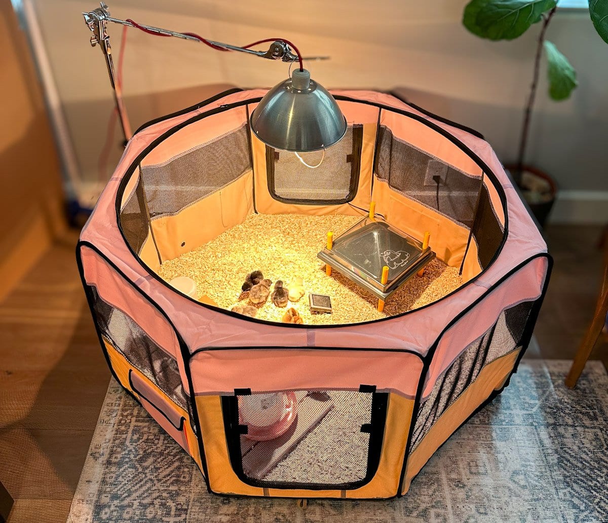 A DIY chick brooder made out of a round pink popup tent-style dog playpen, with a heat lamp hanging over the top and small chicks, bedding, food and water inside