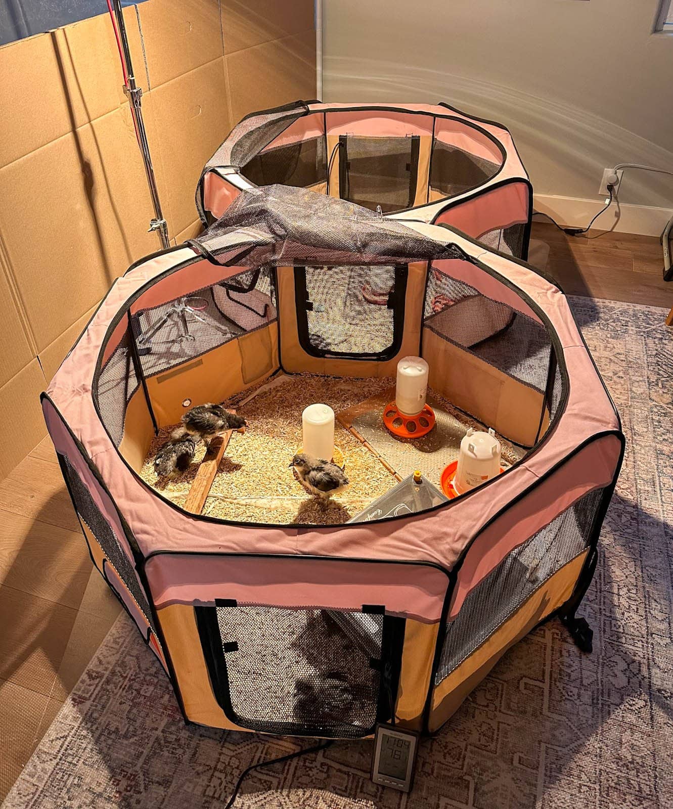 Two pink popup dog playpens side by side, connected together into one large DIY chick brooder by the flap doors being pressed together in the middle