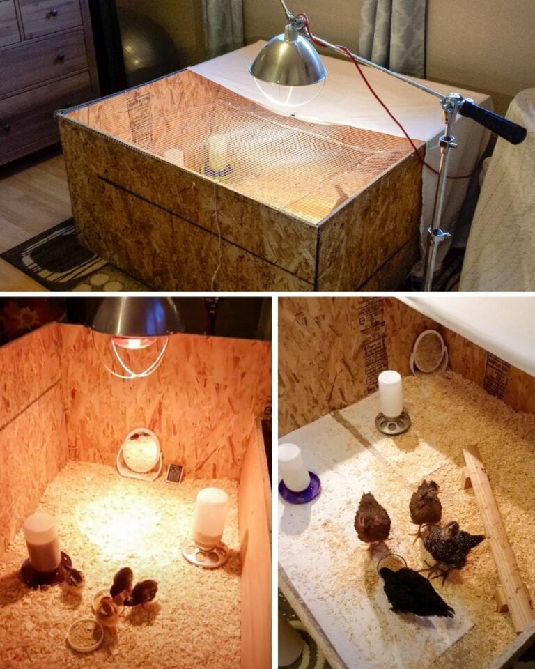 How to Set Up a Chick Brooder Temperature Chart and Supplies Homestead and Chill