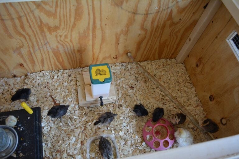 11 Easy DIY Chick Brooder Box Ideas with Photos ~ Homestead and Chill