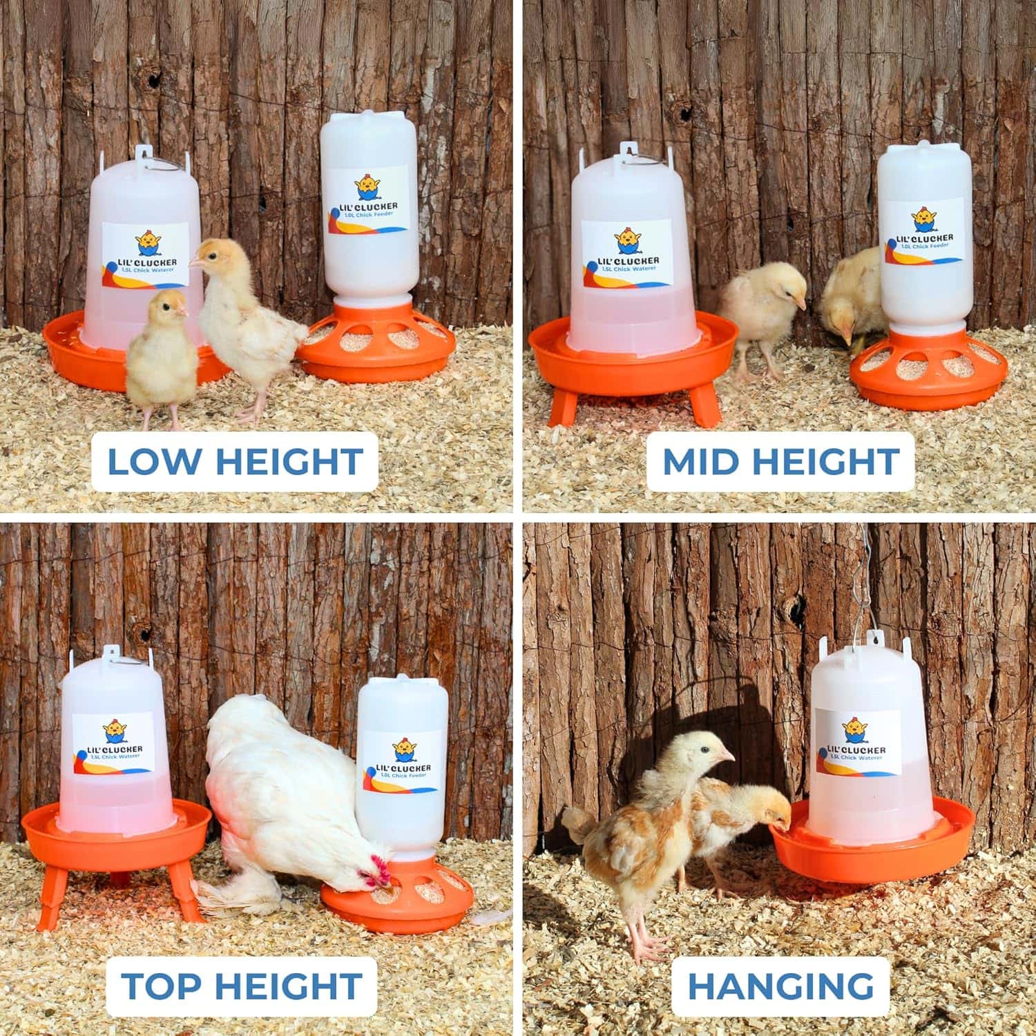 A basic chick water and feeder container, shown over 4 images with different heights, as the legs on the water container can extend to adjust as the chicks grow larger
