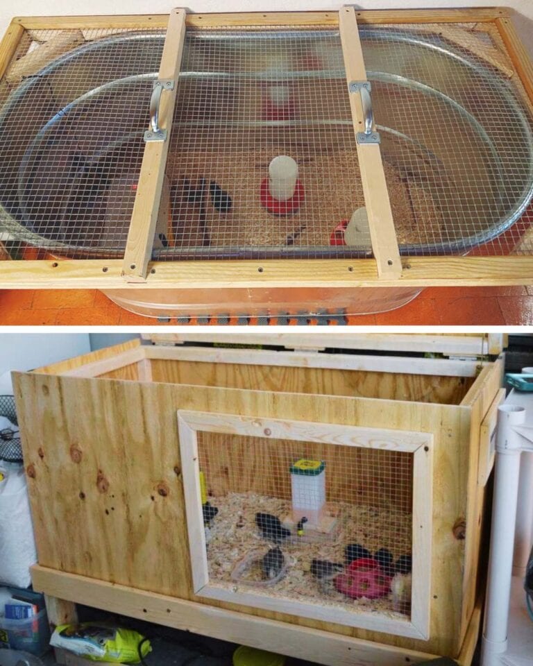How to Set Up a Chick Brooder: Temperature Chart and Supplies ...