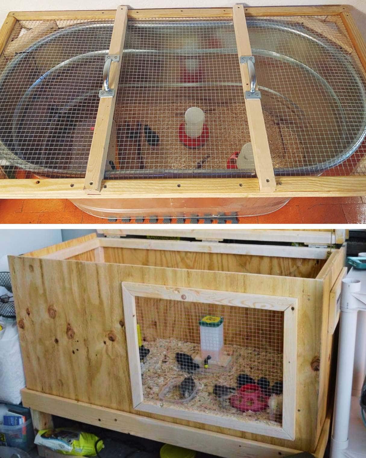 Two images of DIY chick brooder ideas. The first image shows a small metal stock tank with chicken wire placed over the top, and the second is a homemade plywood box with a window cut in the side to see the baby chicks inside