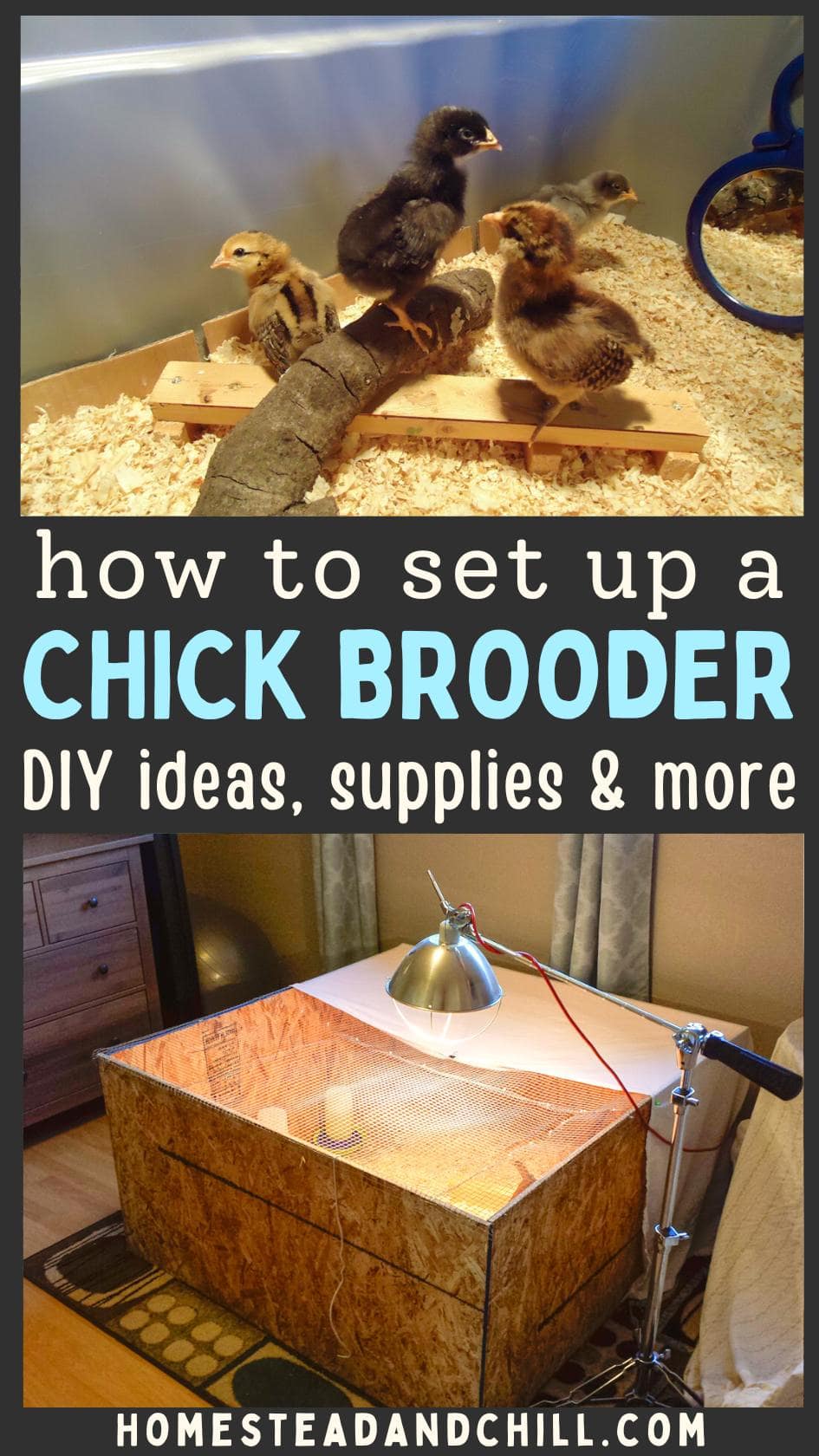 How to Set Up a Chick Brooder Temperature Chart and Supplies