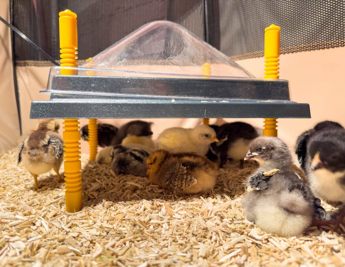 How to Set Up a Chick Brooder: Temperature Chart and Supplies ...