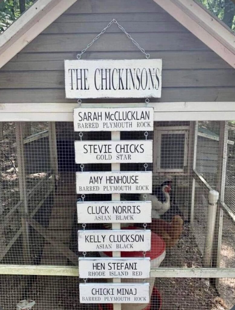 500+ Best Chicken Names Funny, Cute, Unique, Puns and More Homestead