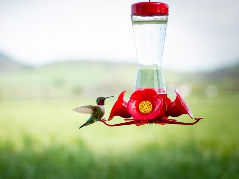 How to Clean A Hummingbird Feeder + Maintenance Tips Homestead and Chill
