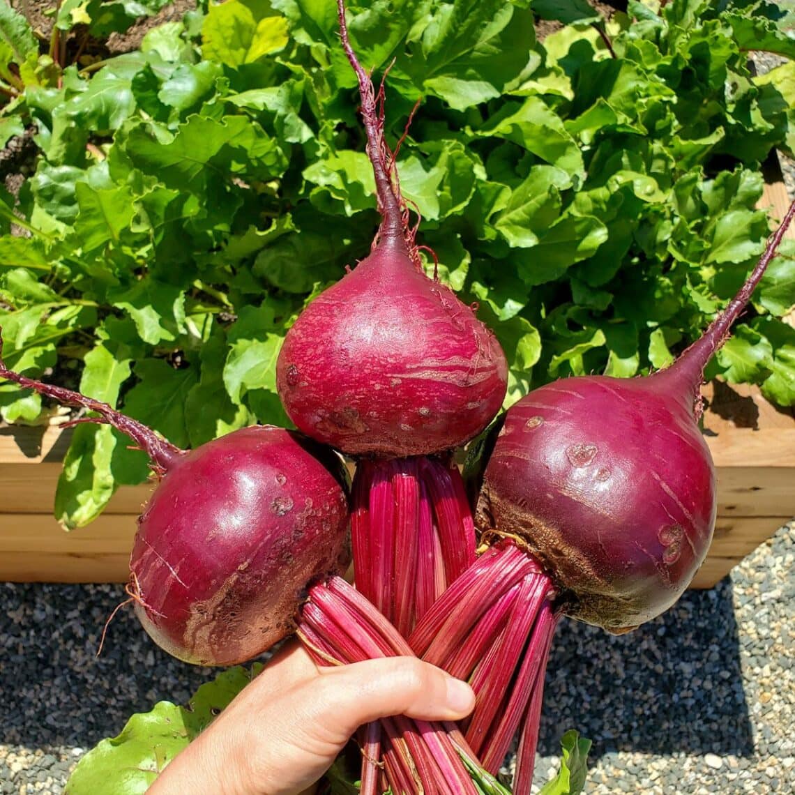 How To Grow Beets Complete Guide With Photos Homestead And Chill