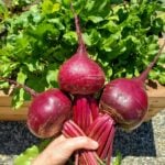 How to Grow Beets: Complete Guide with Photos ~ Homestead and Chill
