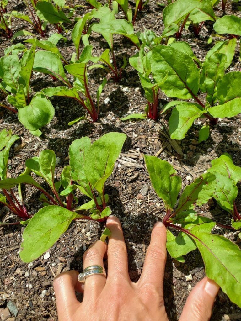 How to Grow Beets Complete Guide with Photos Homestead and Chill