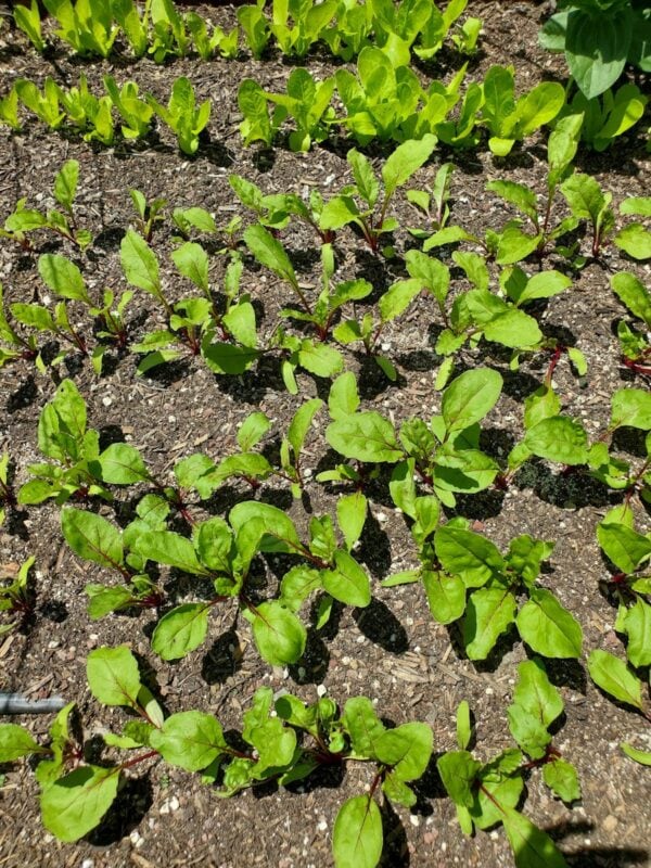 How to Grow Beets Complete Guide with Photos Homestead and Chill