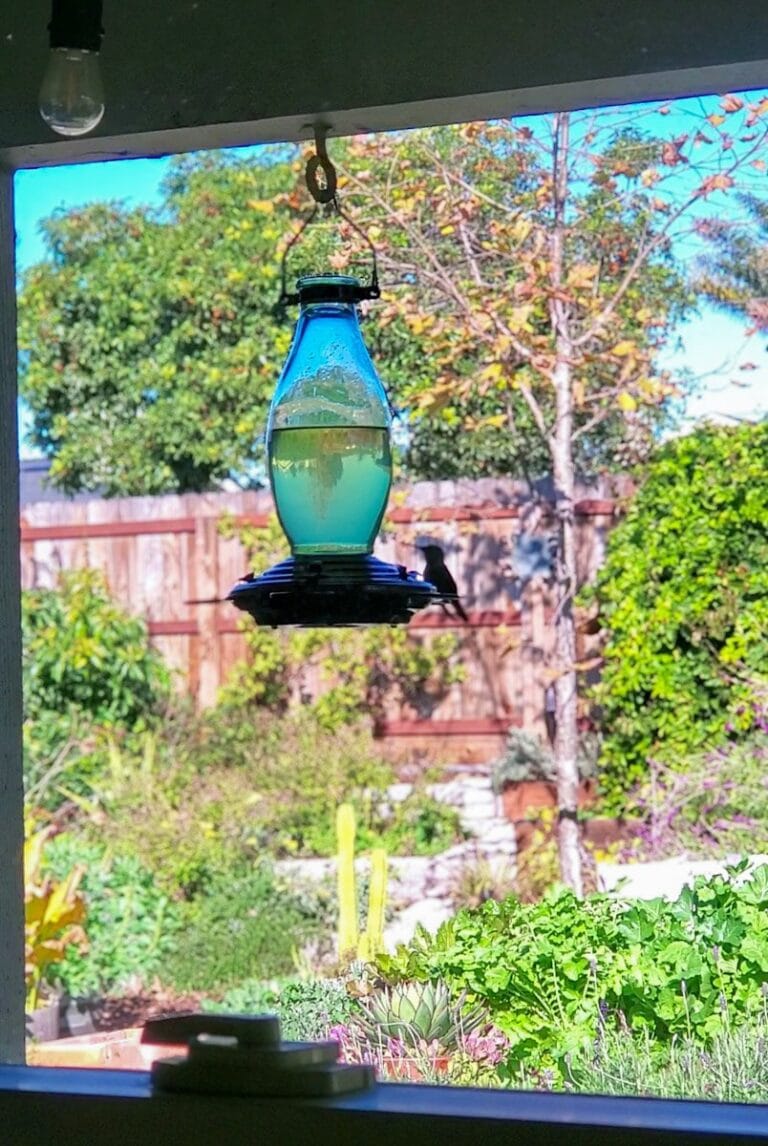 How to Make Hummingbird Food (Nectar) Recipe Homestead and Chill