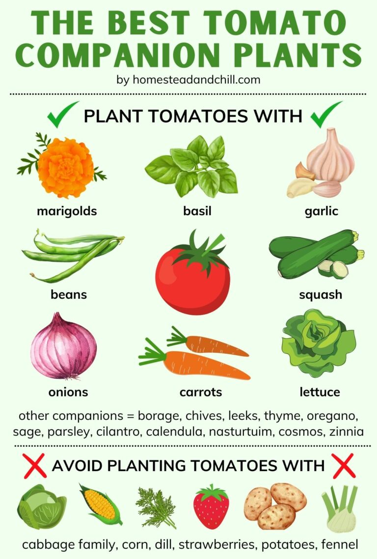 The 10 Best Tomato Companion Plants for Big Yields and Pest Control ...