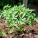 A young tomato seedling is growing in soil.
