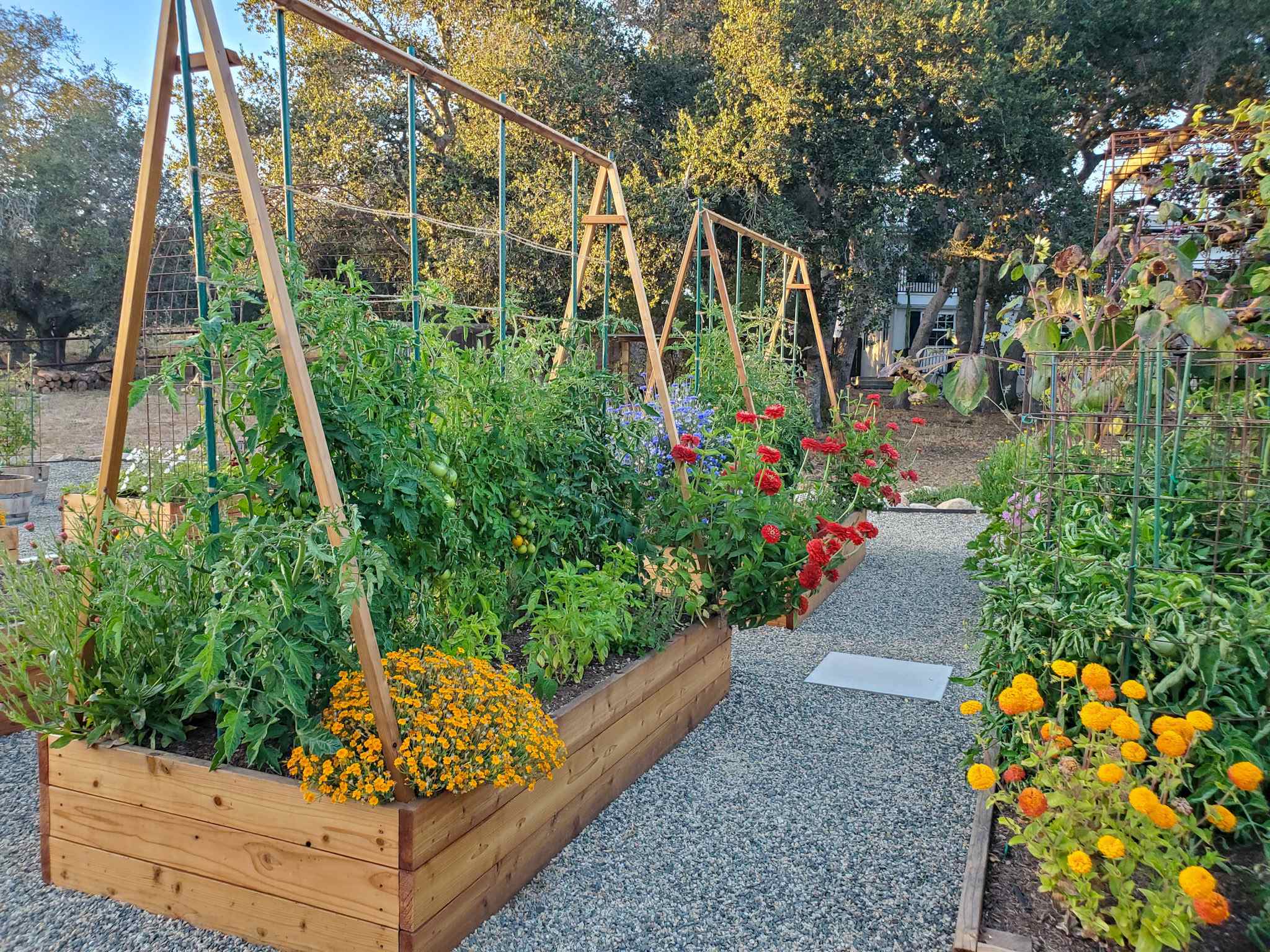 Two wooden raised garden beds each contain a large A-frame wood trellis system that spans the length of each bed. There are tomatoes growing in the middle of the beds in a row with flowers and basil planted along the edges. A raised bed to the right has a few tomatoes surrounded by metal cages. 