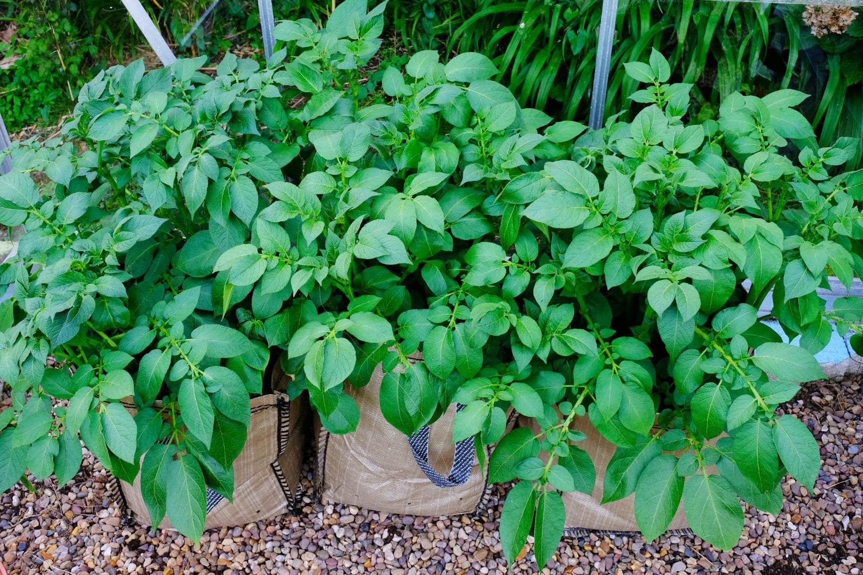 Grow bags are spilling out with lush leafy greens as the containers are being used to grow potatoes.