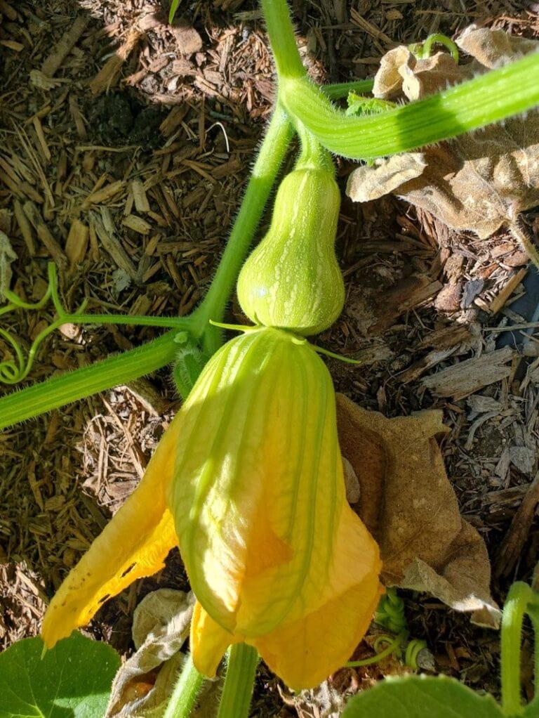 How to Hand Pollinate Zucchini and Squash to Prevent End Rot, Increase