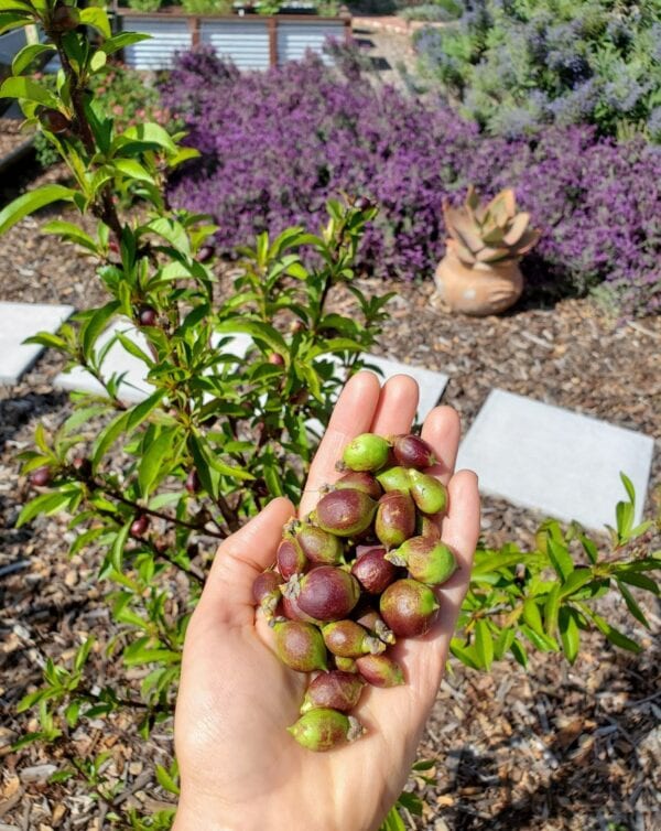How to Thin Fruit Trees Apples, Peaches, Plums and More Homestead