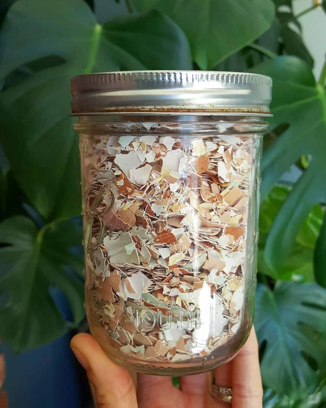 A pint mason jar is held in front of a large monstera houseplant. The jar is full of crushed eggshells that will be free choice calcium.