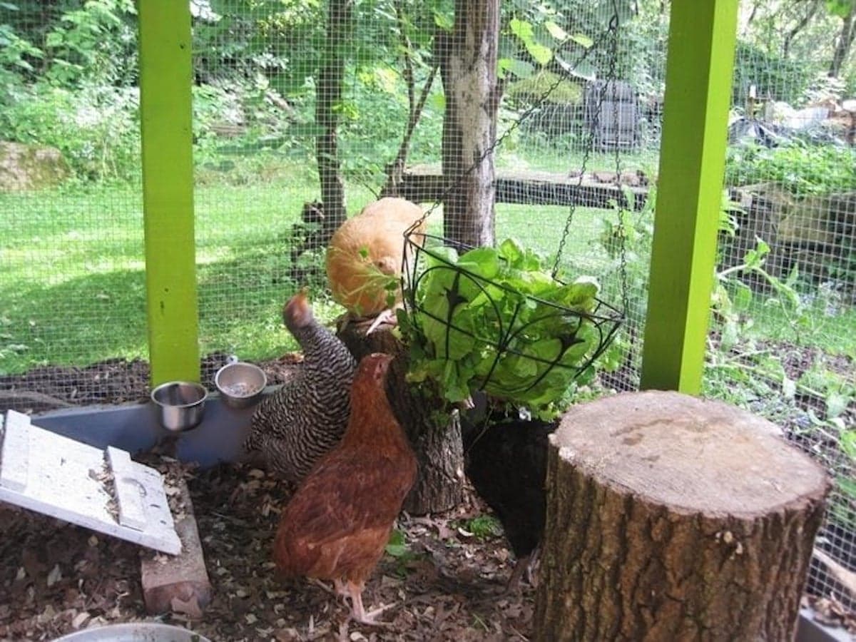 Inside an enclosed run, a few birds ick at lettuce that is resting inside a hanging metal basket. A few stumps are around the basket with one chicken sitting on one of them as they pick at the lettuce.