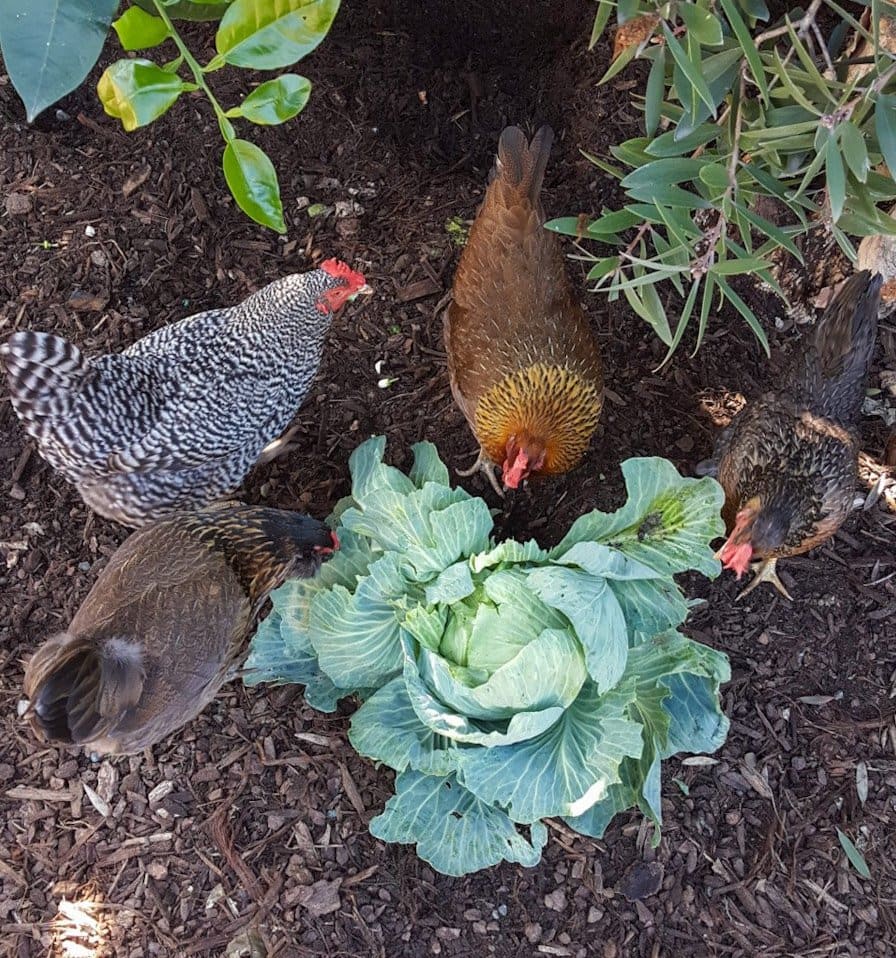 Four chickens stand around and pick at an underdeveloped head of green cabbage (a food that chickens can eat).