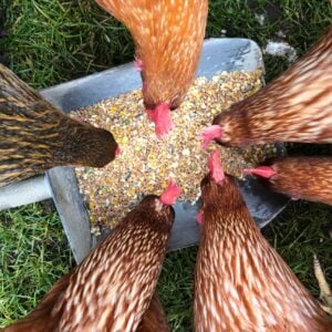 Many chickens have their heads inside a tote with full grain feed or treats.