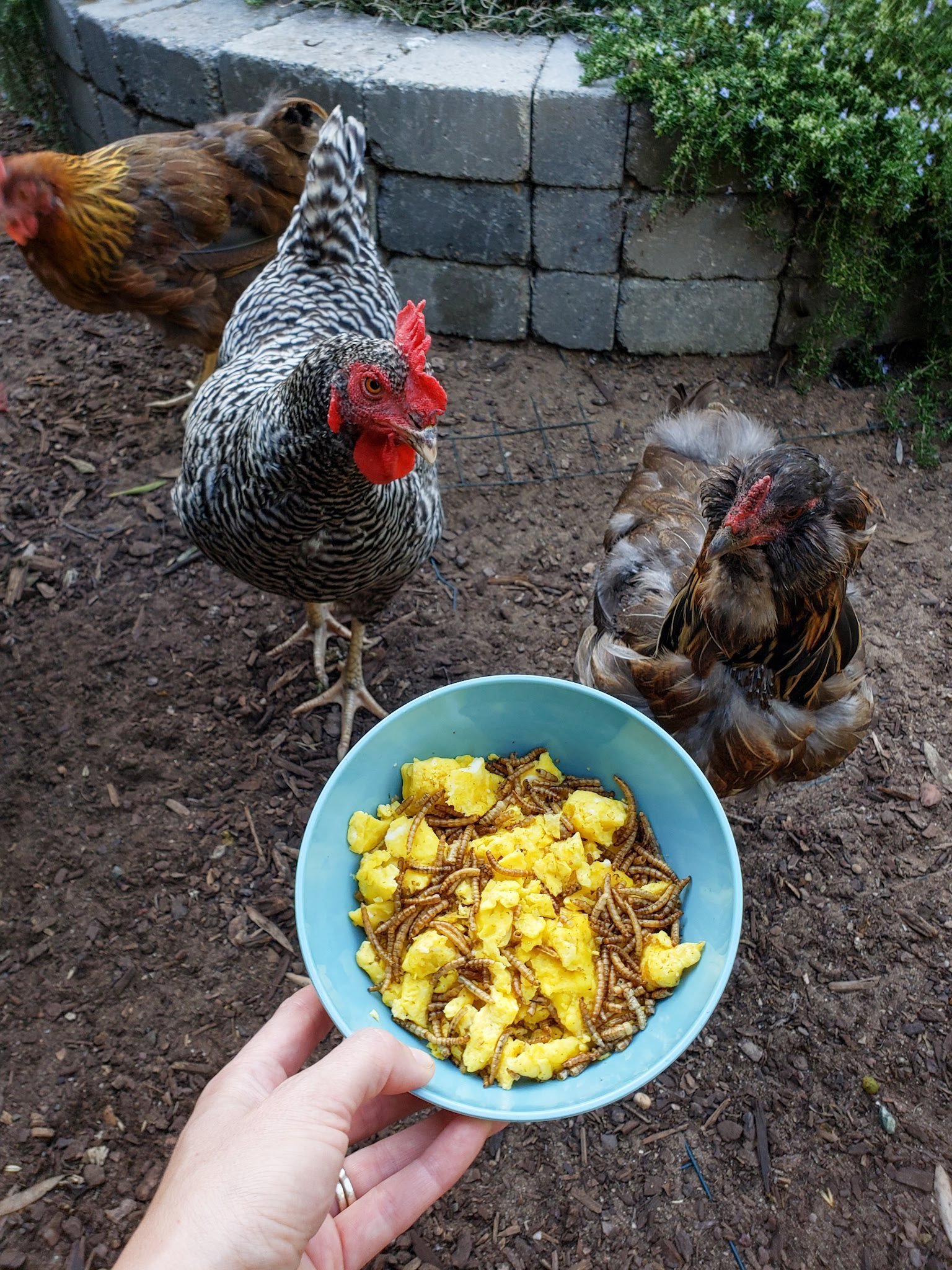 A blue bowl is being held out towards two birds. The bowl is full of scrambled eggs and mealworms. The brown bird on the right is molting with feathers missing or growing back in while the Barred rock bird on the left is still fully feathered.