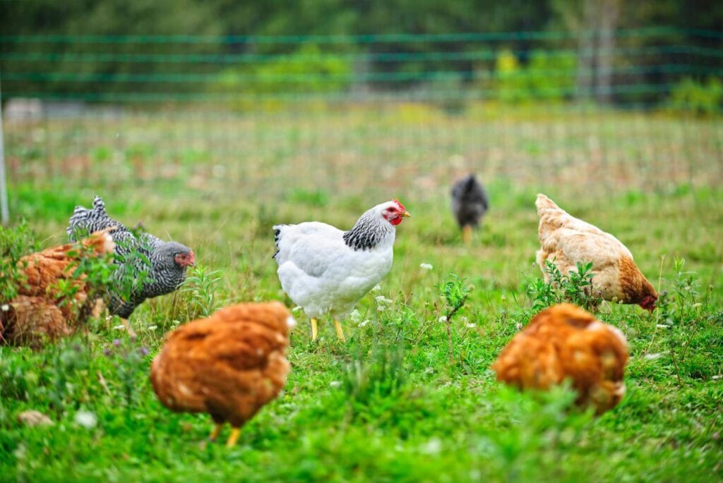 A variety of chicken breeds picking around in a lush pasture of low lying plants.