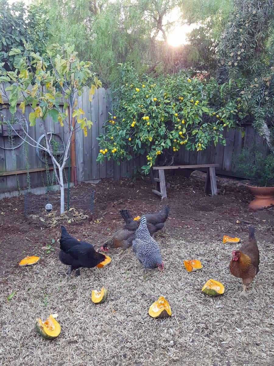Five chickens are picking around an area with dead grass and sections of winter squash (a food that chickens can eat) that have been dispersed throughout the yard.