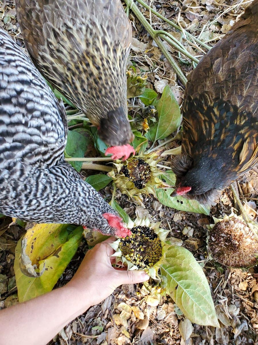 Three birds are pecking around at various sunflower heads that are on the ground. A person is holding one of the sunflower heads which a bird is closely inspecting.