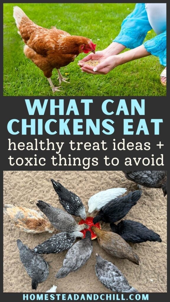 What Can Chickens Eat? Healthy Treat Ideas + Toxic Foods List