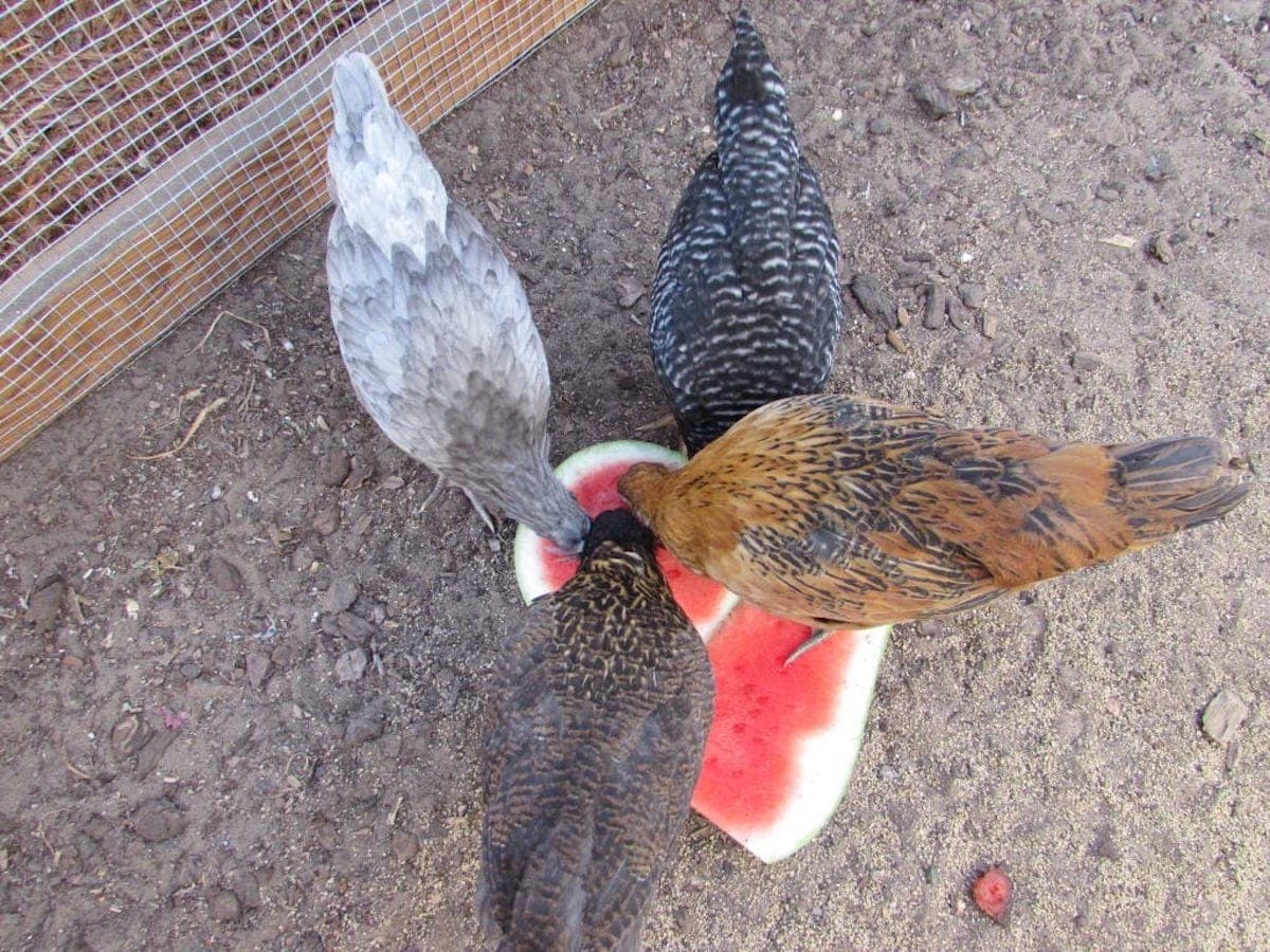 Four young pullets are eating watermelon off of a few scrap pieces.