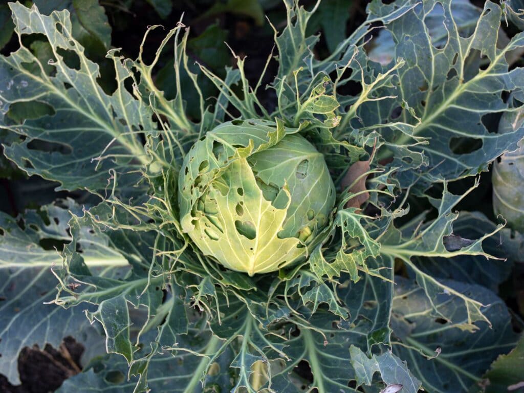 an overview view of a cabbage plant that is severely damaged by cabbage worms, including holes in the main head and almost completely missing some of the outer leaves, left as only thin veiny stems 