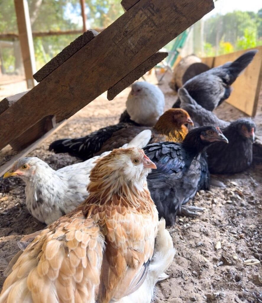 Introducing New Chickens (or Chicks) to a Flock Best Practices