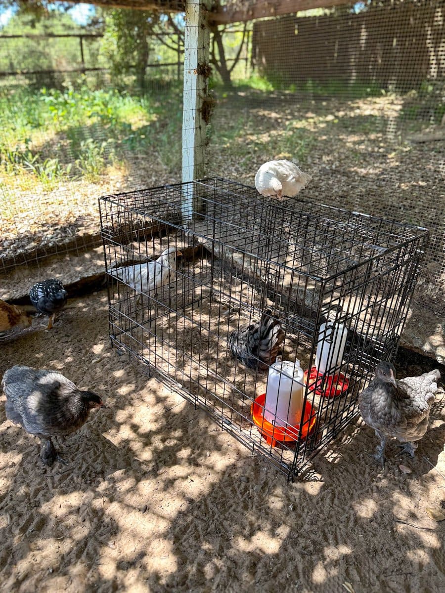 A large dog crate is inside a larger enclosed run. A small chicken is inside the crate with a feeder and waterer while a number of young chickens are around the exterior of the cage. 