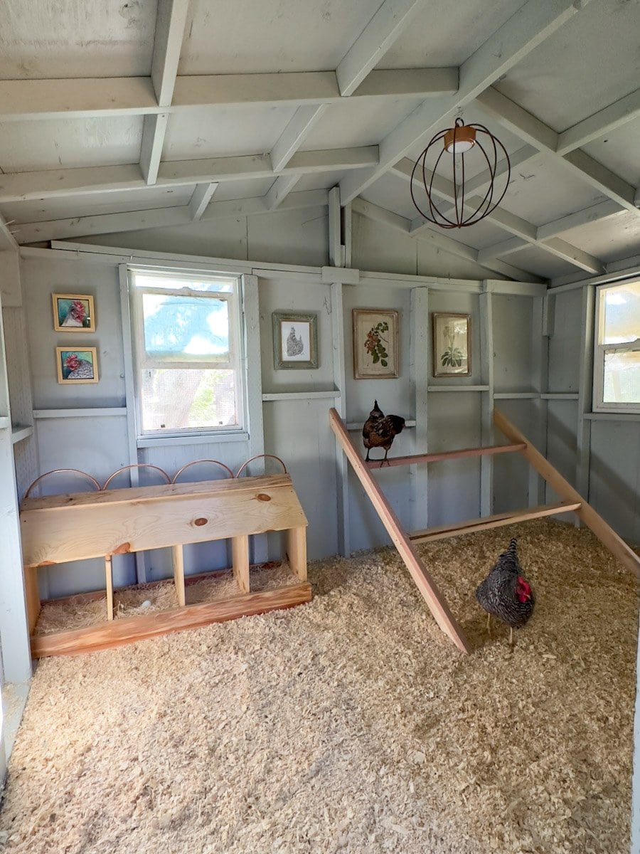 Two hens inspect the inside of their coop with a new roost and nest boxes. One of the hens is n the top roost while the other picks around at the coop floor. 