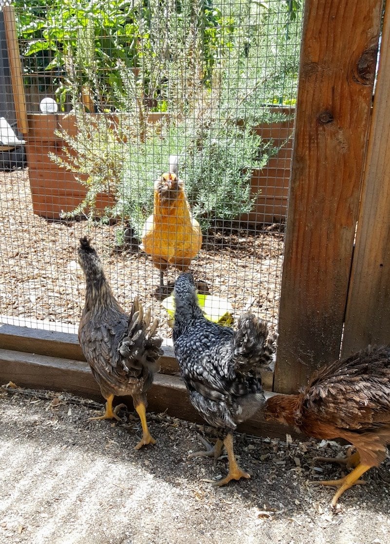 Three young chickens are inside a larger enclosed area while a larger chicken is just outside the fencing, staring at the young flock during their introduction. 