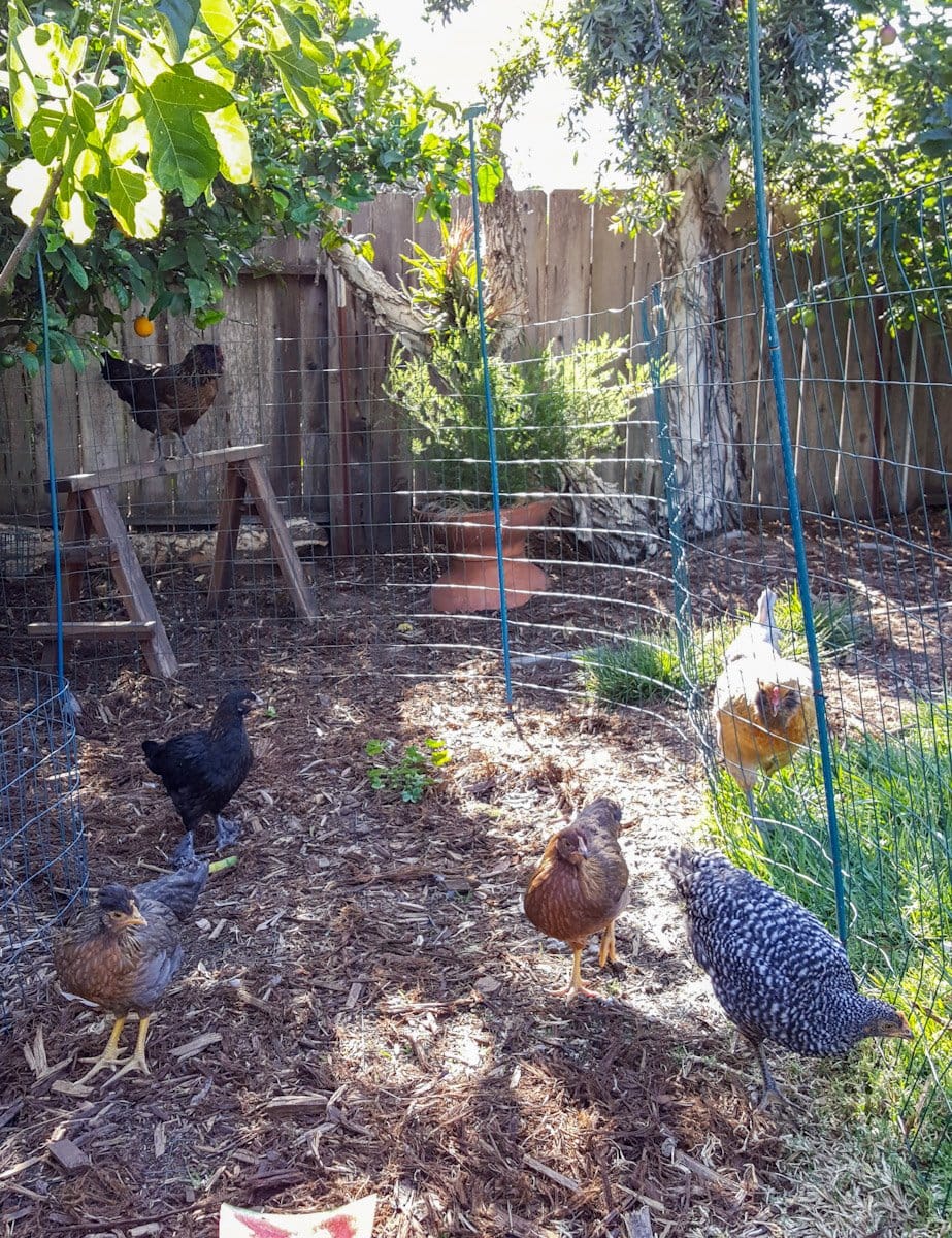 Two large chickens are just outside a run of temporary fencing with a number of young chickens within the protection of the fence as the two flocks are introduced to each other. 