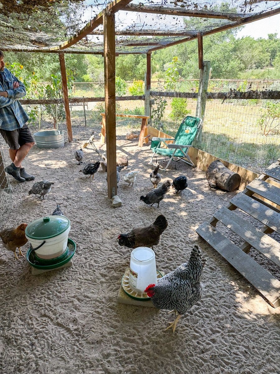 Two large hens are amongst many smaller young chickens as they are introduced to the new younger flock. A feeder, water trough, pallet, chair, saw horse roost, and a metal tin for a dust bath are scattered throughout the area.  