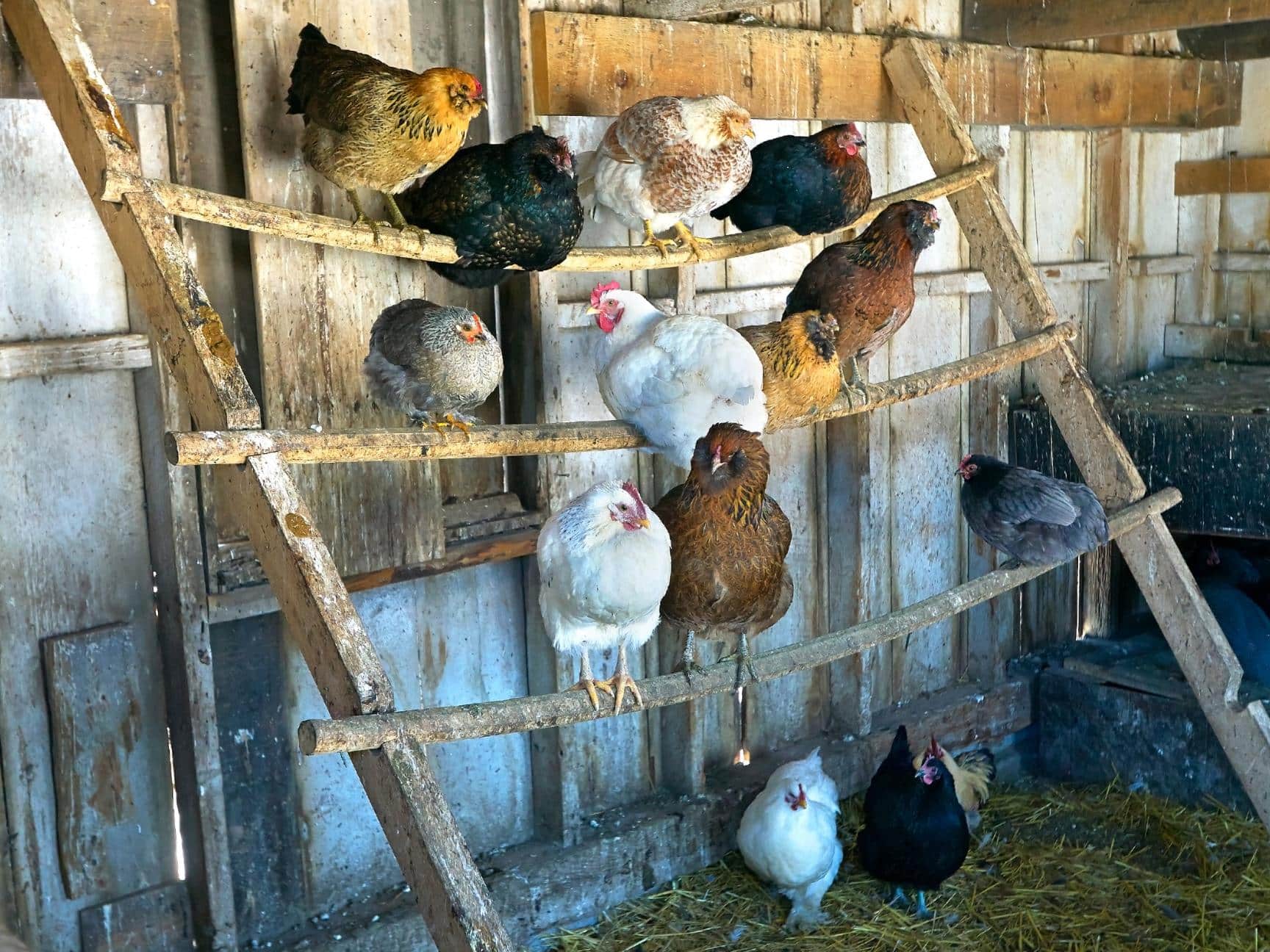 Many young chickens are sitting on a 3 tiered roost ladder. A few birds are on each of the three rungs of the roost. 