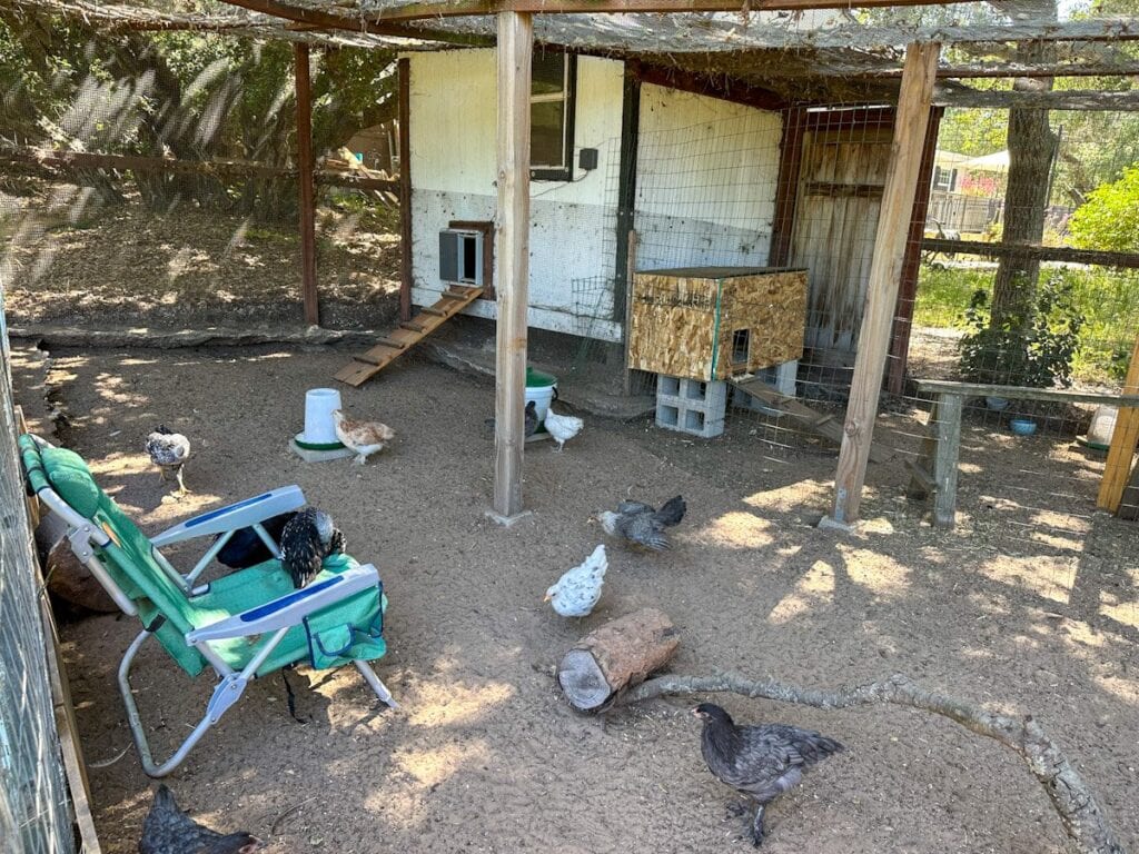 Introducing New Chickens (or Chicks) to a Flock Best Practices