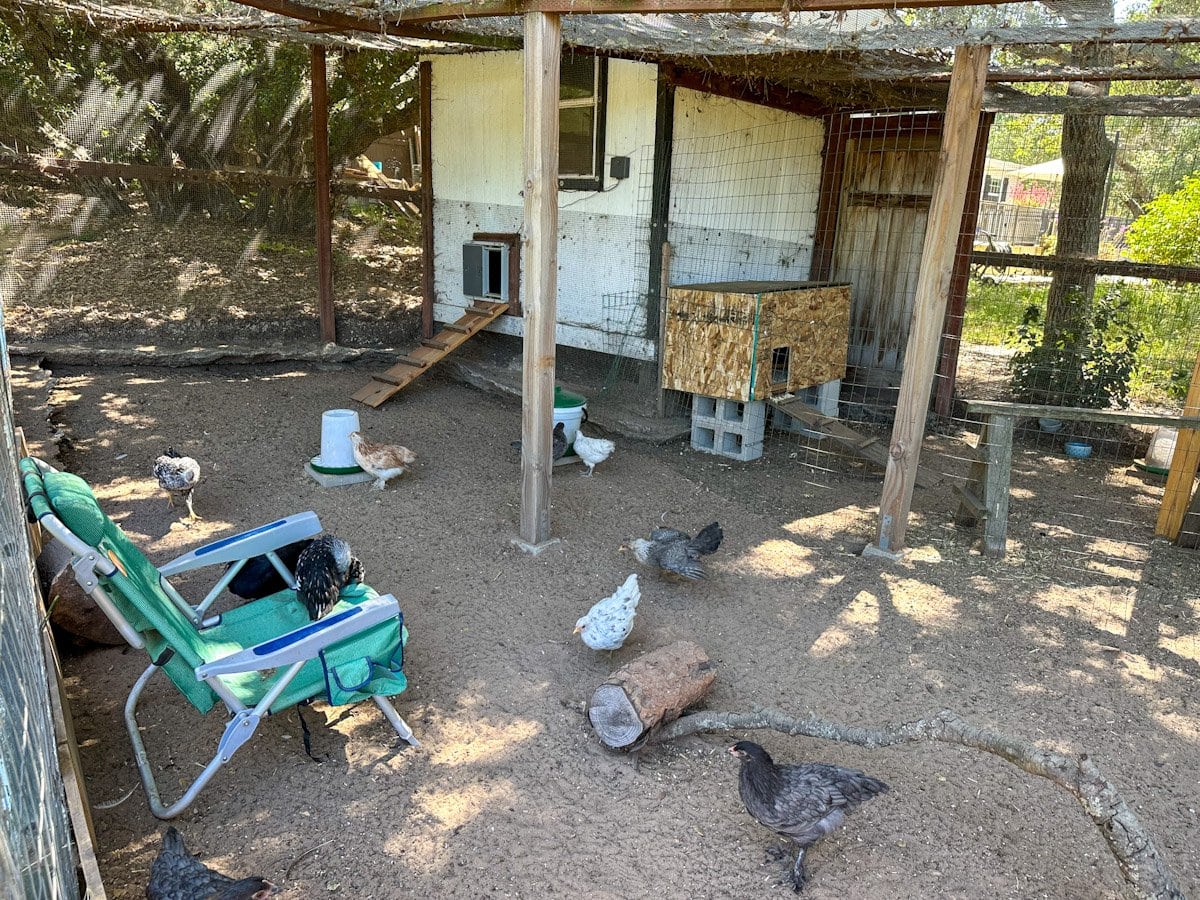 A large outdoor run area is fenced off through a section, many young chickens are on one side while the other side contains a smaller, temporary coup while the flock of older birds are slowly introduced to the younger birds. 