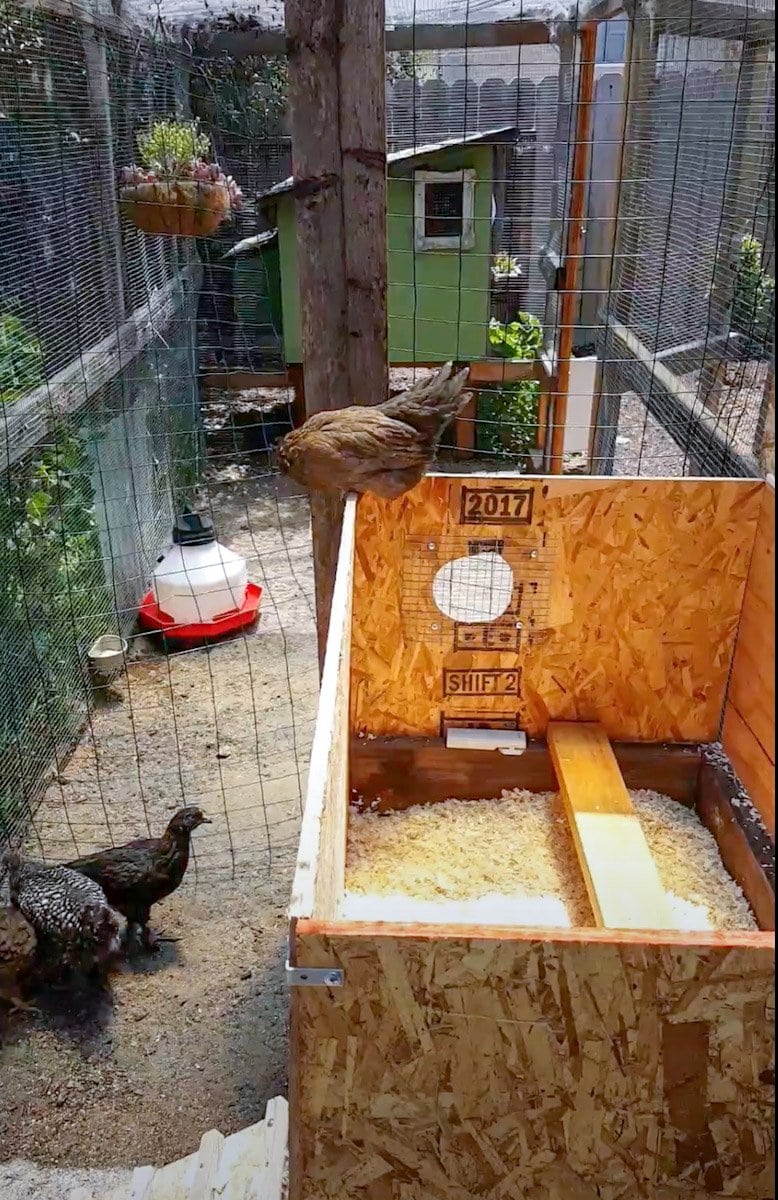 Temporary fencing is set up along with a smaller temporary coop for a few young chickens that are being introduced to a flock of larger chickens. 