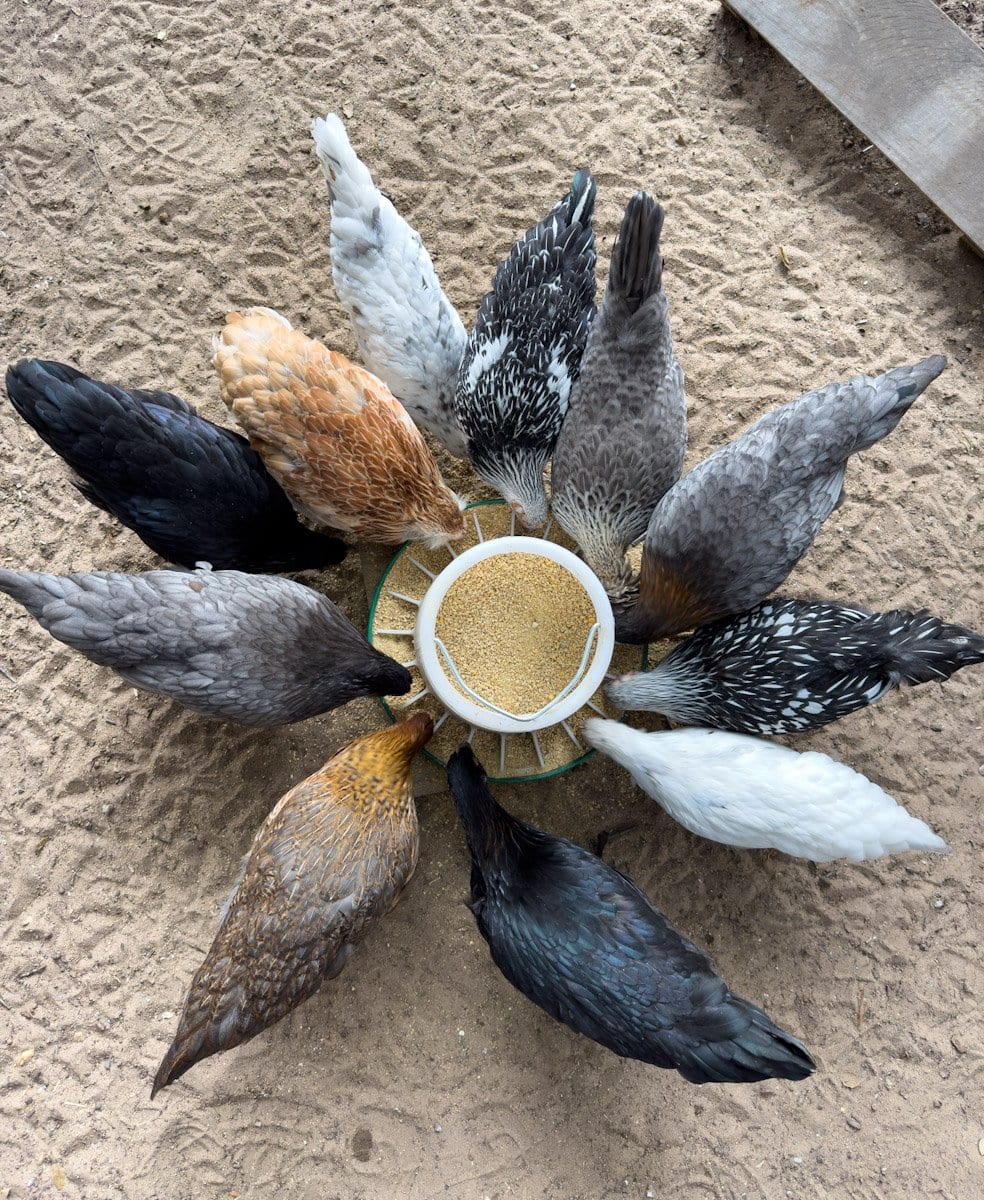 Eleven young chickens surround a large feeder, each one of the chickens has there head in or around the feeder. 