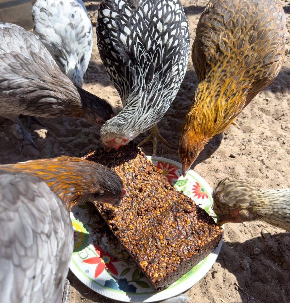 Many young chickens are surrounding a homemade chicken flock block.