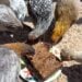 Many young chickens are surrounding a homemade chicken flock block.