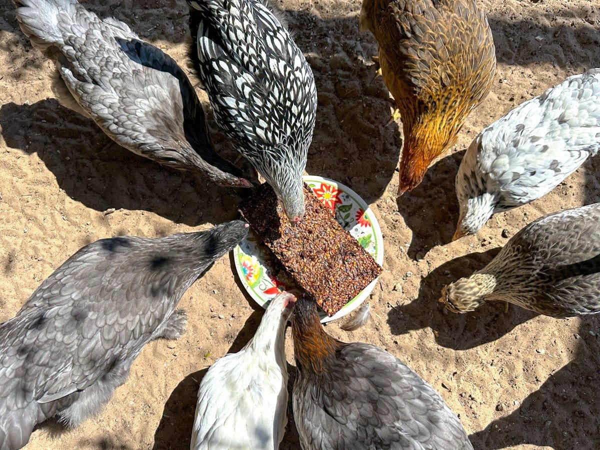Many young pullets surround a treat block in a pinwheel fashion as they peck at the block. 