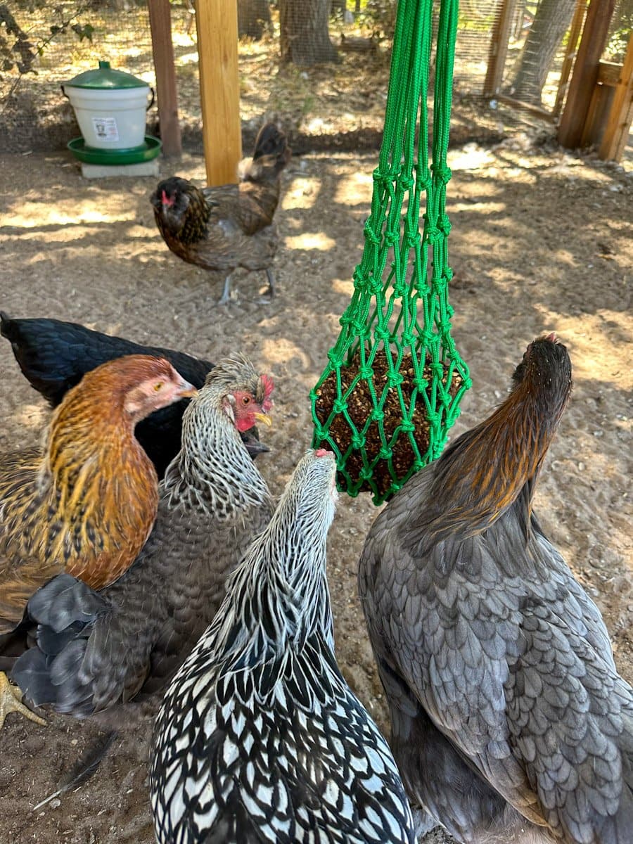 A treat block is hanging from a red fabric hanging treat holder. A number of birds are picking at the treat block from below.