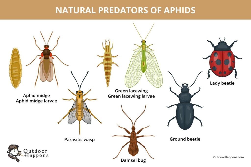 a diagram showing "natural predators of aphids" with drawings of several insects including green lacewings, lady bugs, ground beetles, parasitic wasps, and damsel bugs.