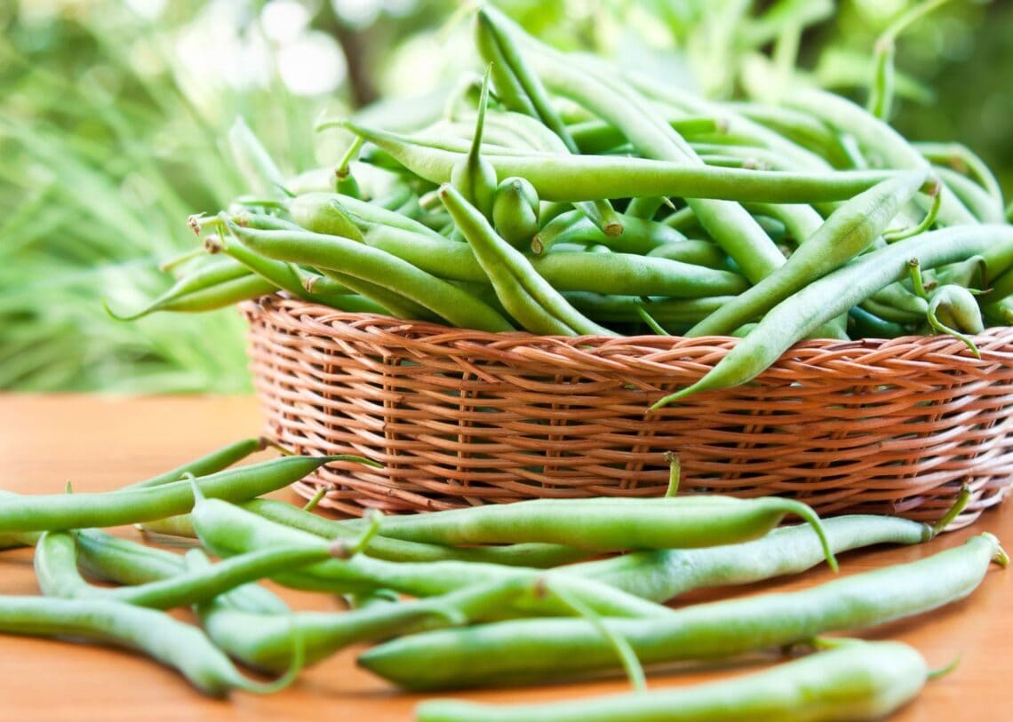 A wicker basket is full of freshly harvested green beans. A handful of the beans have spilled around the outside of the basket.